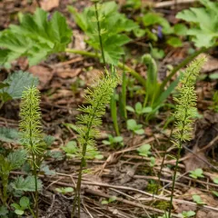 meadow horsetail thumbnail 4