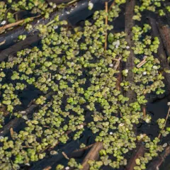 greater duckweed thumbnail 4