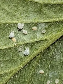 Cabbage Whitefly thumbnail 2