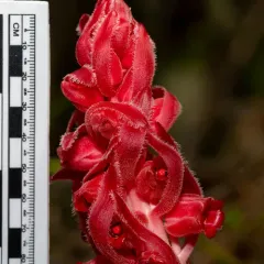 Snowplant thumbnail 3