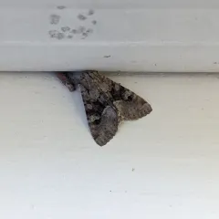 Bordered Apamea Moth thumbnail 3