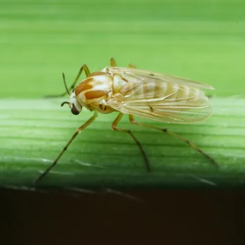 Procladius bellus
