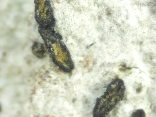 Alyxoria ochrocheila