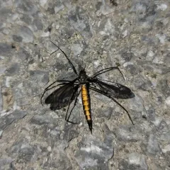 Tipula disjuncta thumbnail 2