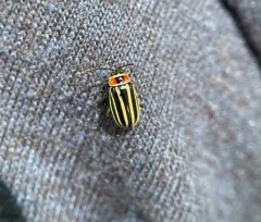 Pennsylvania Flea Beetle thumbnail 3
