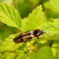 Noble Click Beetle thumbnail 4