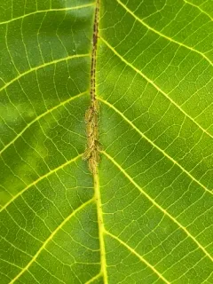 Walnut Aphid thumbnail 1