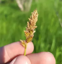 Sartwell's sedge thumbnail 2
