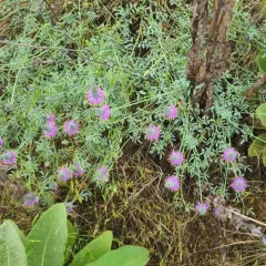 Blue Mountain Prairie Clover thumbnail 3