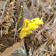 yellow clustered broomrape thumbnail 3