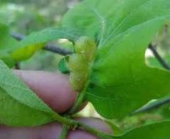 Neuroterus quercusirregularis thumbnail 2