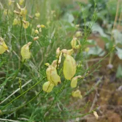 Cusick's Milkvetch thumbnail 3