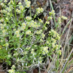 Intermountain Bedstraw thumbnail 4