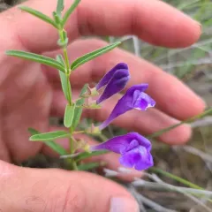 Narrowleaf Skullcap thumbnail 4