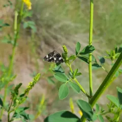 Four-spotted Moth thumbnail 3