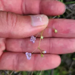 large-flowered tonella thumbnail 2