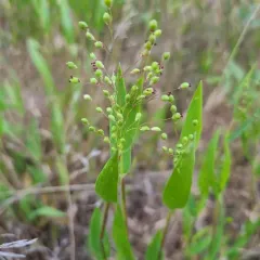 Scribner's Panicgrass thumbnail 3