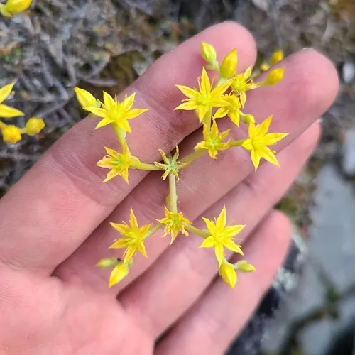 Leiberg stonecrop