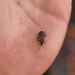 Ceraleptus denticulatus thumbnail 2