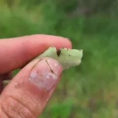 Mullein Weevil thumbnail 4