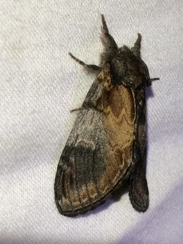 Pacific Prominent Moth