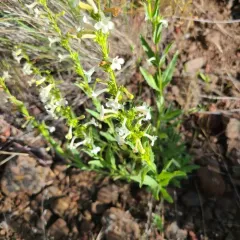 Hot Rock Penstemon thumbnail 3
