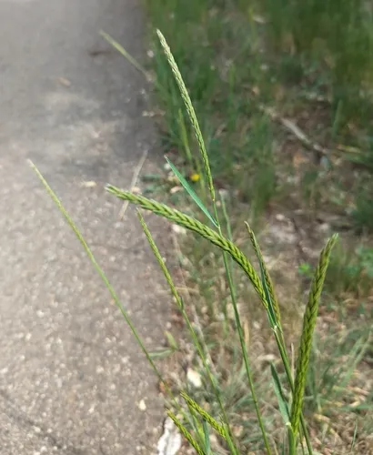 Russian Wildrye
