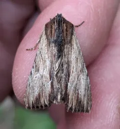 Apamea cuculliformis thumbnail 1
