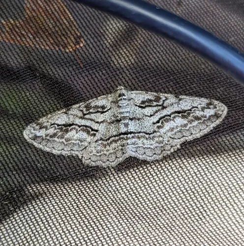 Stenoporpia excelsaria