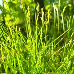 brome-like sedge thumbnail 1