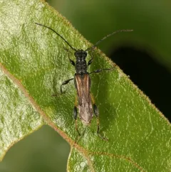 Blood-necked Longhorn Beetle thumbnail 2
