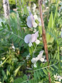 Large yellow vetch thumbnail 2