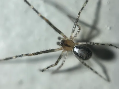 Fence Long-legged Cobweaver
