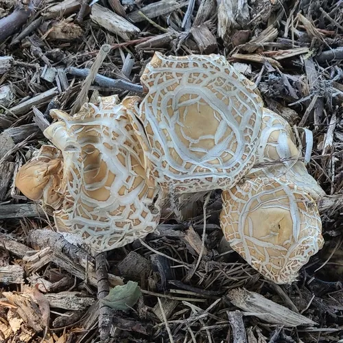 Spring Fieldcap