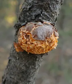 Pine-oak gall rust thumbnail 3