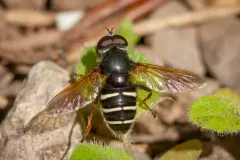 Slosson's Pond Fly thumbnail 3