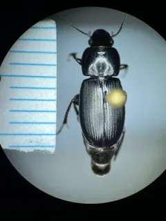 Cautious Harp Ground Beetle thumbnail 4
