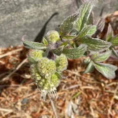 shade phacelia thumbnail 2