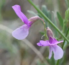 Manystem Pea thumbnail 4