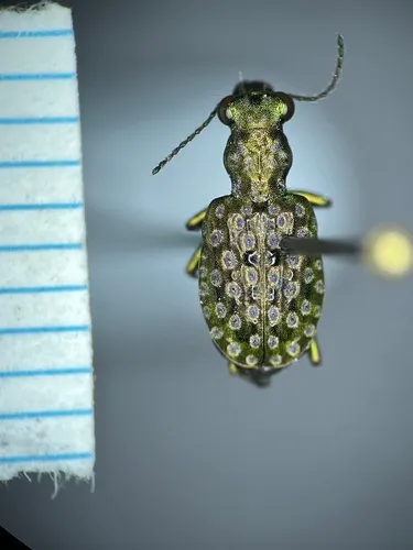 Elaphrus purpurans
