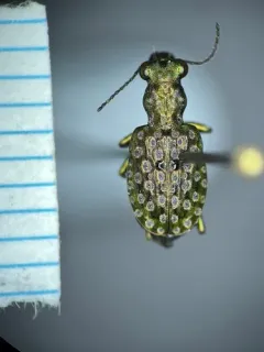 Elaphrus purpurans thumbnail 1
