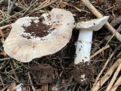 Tricholoma vernaticum thumbnail 3