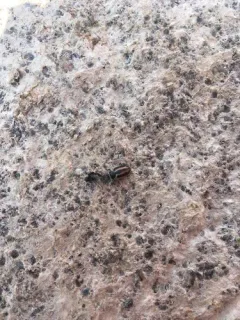 Sickle-marked Lady Beetle thumbnail 2