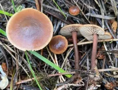 hairy-stalked collybia thumbnail 3