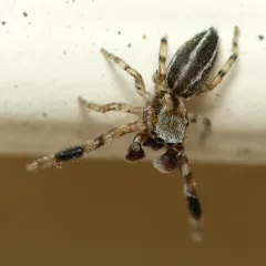 Four-lined Slender Jumping Spider thumbnail 3