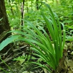 Carey's sedge thumbnail 3
