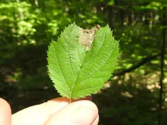 Orchestes mixtus thumbnail 4