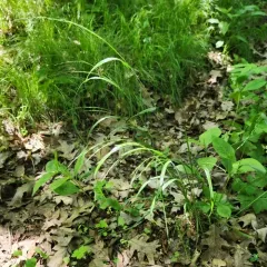 Nodding Fescue thumbnail 2