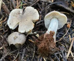 Tricholoma moseri thumbnail 4