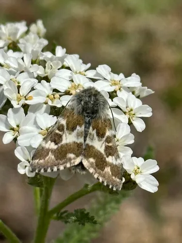Verna's Flower Moth